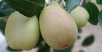 Azufaifa