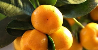 Calamondín