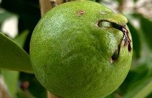 Guayaba Fresa
