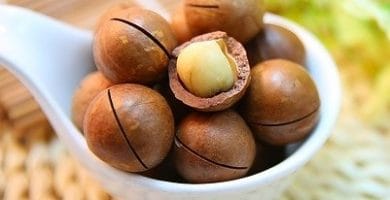 Macadamia
