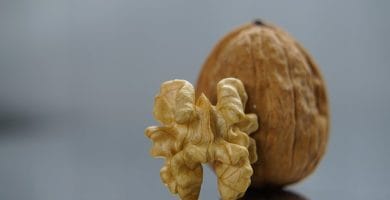 Fruto seco
