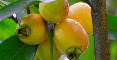 Pomarrosa