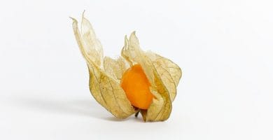 fruta exótica