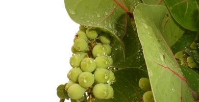Uva de Mar
